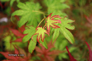 - Acer palmatum 'Phantom Flame' Japanese Maple - Mr Maple │ Buy Japanese Maple Trees