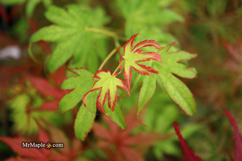- Acer palmatum 'Phantom Flame' Japanese Maple - Mr Maple │ Buy Japanese Maple Trees