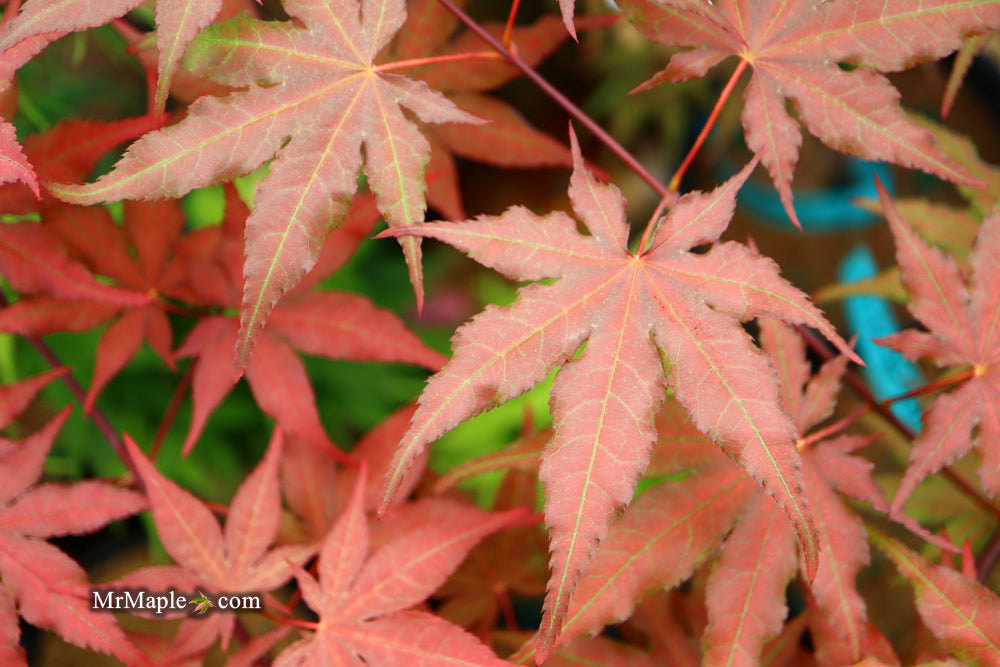 Acer palmatum 'Black Hole' Japanese Maple