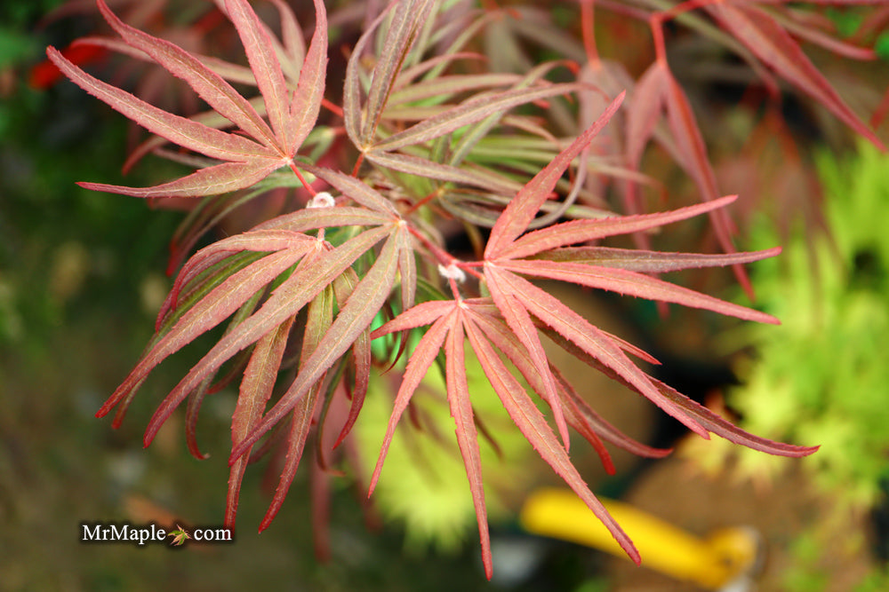 Acer palmatum 'Pung kil' Japanese Maple