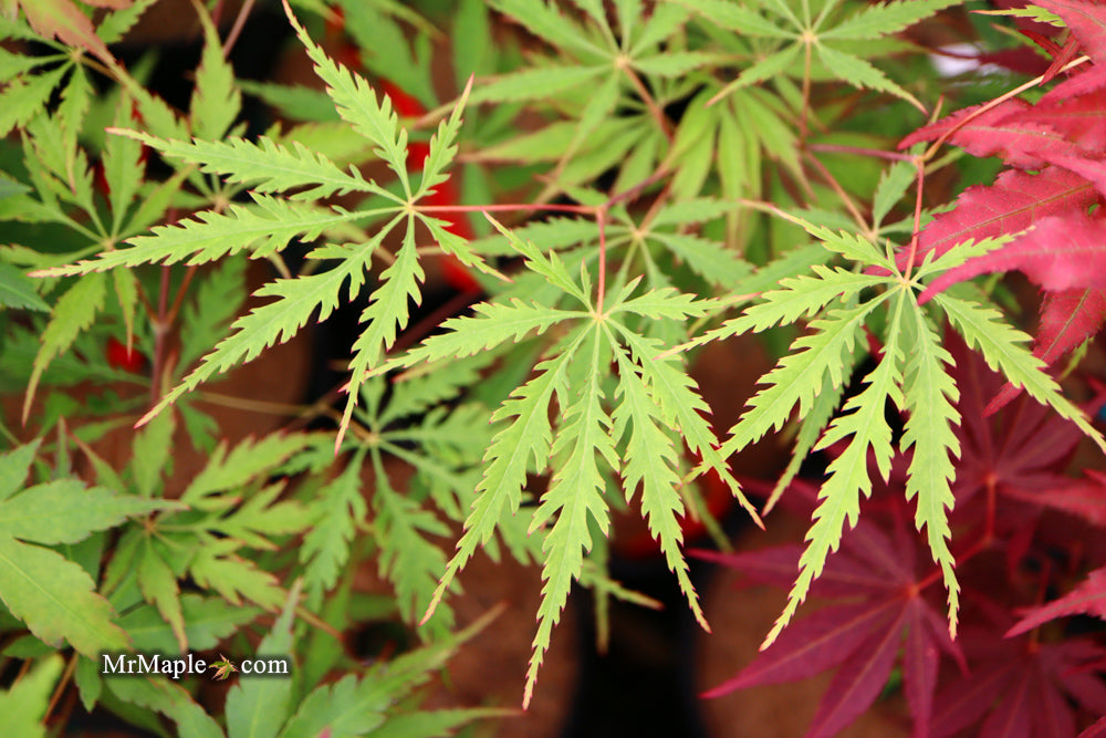 Acer palmatum 'Zig zag' Japanese Maple