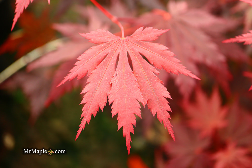 Acer shirasawanum 'Gloria' Full Moon Japanese Maple