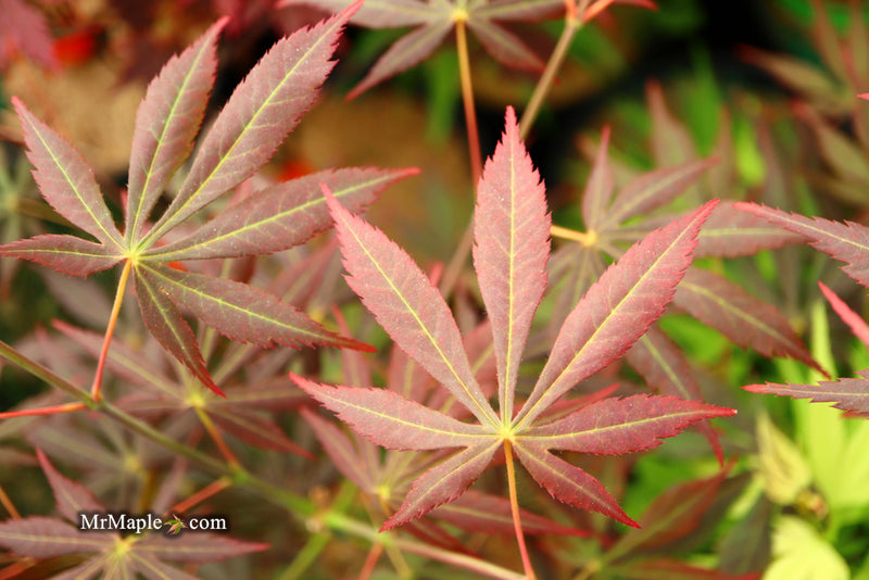 - Acer shirasawanum 'Royalty' Red Full Moon Japanese Maple - Mr Maple │ Buy Japanese Maple Trees