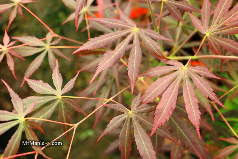 - Acer shirasawanum 'Royalty' Red Full Moon Japanese Maple - Mr Maple │ Buy Japanese Maple Trees