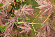 - Acer shirasawanum 'Royalty' Red Full Moon Japanese Maple - Mr Maple │ Buy Japanese Maple Trees