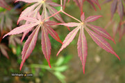 - Acer shirasawanum 'Royalty' Red Full Moon Japanese Maple - Mr Maple │ Buy Japanese Maple Trees