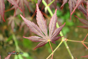 - Acer shirasawanum 'Royalty' Red Full Moon Japanese Maple - Mr Maple │ Buy Japanese Maple Trees