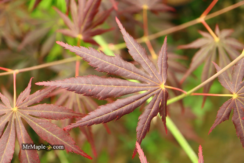 - Acer shirasawanum 'Royalty' Red Full Moon Japanese Maple - Mr Maple │ Buy Japanese Maple Trees