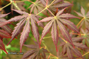 - Acer shirasawanum 'Royalty' Red Full Moon Japanese Maple - Mr Maple │ Buy Japanese Maple Trees