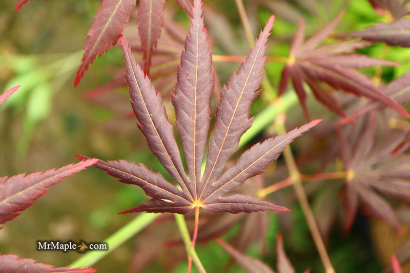 - Acer shirasawanum 'Royalty' Red Full Moon Japanese Maple - Mr Maple │ Buy Japanese Maple Trees