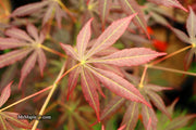 - Acer shirasawanum 'Royalty' Red Full Moon Japanese Maple - Mr Maple │ Buy Japanese Maple Trees
