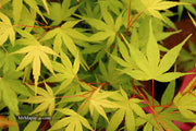- Acer palmatum 'Alan's Gold' Pinebark Japanese Maple - Mr Maple │ Buy Japanese Maple Trees