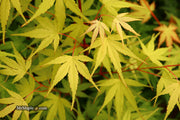 - Acer palmatum 'Alan's Gold' Pinebark Japanese Maple - Mr Maple │ Buy Japanese Maple Trees