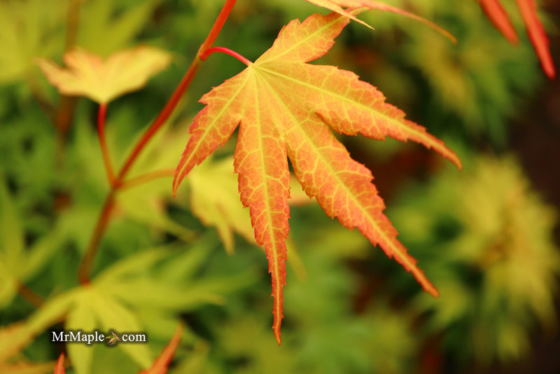 - Acer palmatum 'Alan's Gold' Pinebark Japanese Maple - Mr Maple │ Buy Japanese Maple Trees