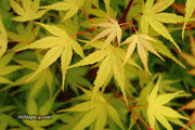 - Acer palmatum 'Alan's Gold' Pinebark Japanese Maple - Mr Maple │ Buy Japanese Maple Trees