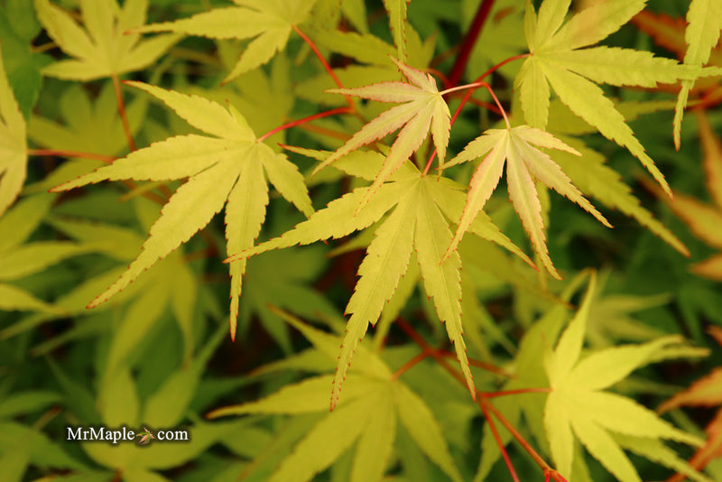 - Acer palmatum 'Alan's Gold' Pinebark Japanese Maple - Mr Maple │ Buy Japanese Maple Trees