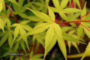 - Acer palmatum 'Alan's Gold' Pinebark Japanese Maple - Mr Maple │ Buy Japanese Maple Trees
