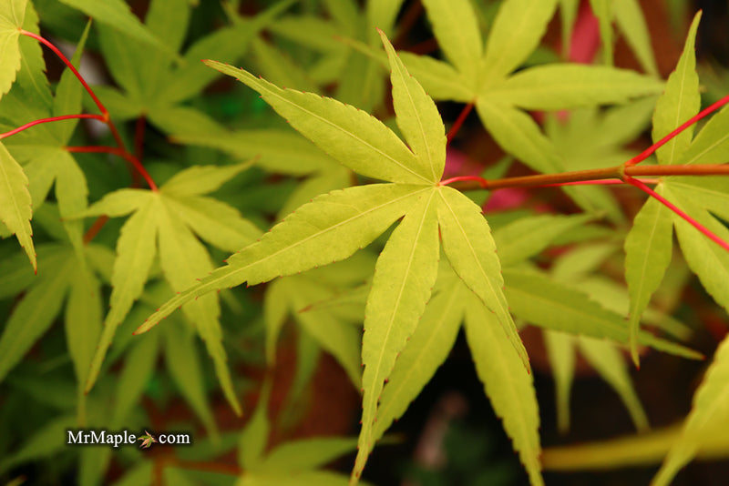- Acer palmatum 'Alan's Gold' Pinebark Japanese Maple - Mr Maple │ Buy Japanese Maple Trees
