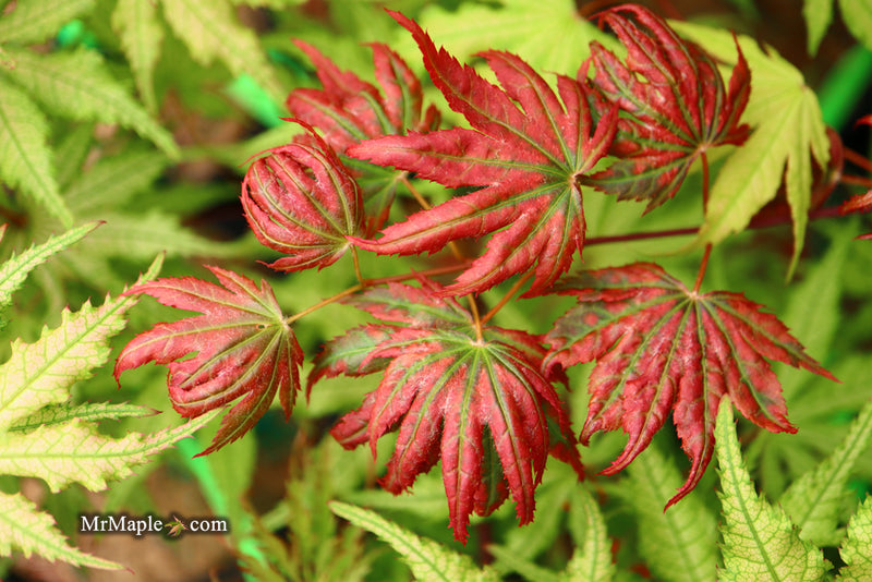 - Acer palmatum x 'Purple Curl' Japanese Maple - Mr Maple │ Buy Japanese Maple Trees