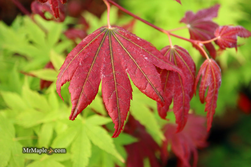 - Acer palmatum x 'Purple Curl' Japanese Maple - Mr Maple │ Buy Japanese Maple Trees
