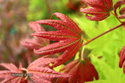 - Acer palmatum x 'Purple Curl' Japanese Maple - Mr Maple │ Buy Japanese Maple Trees