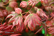 - Acer palmatum x 'Purple Curl' Japanese Maple - Mr Maple │ Buy Japanese Maple Trees
