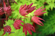 - Acer palmatum x 'Purple Curl' Japanese Maple - Mr Maple │ Buy Japanese Maple Trees