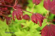 - Acer palmatum x 'Purple Curl' Japanese Maple - Mr Maple │ Buy Japanese Maple Trees