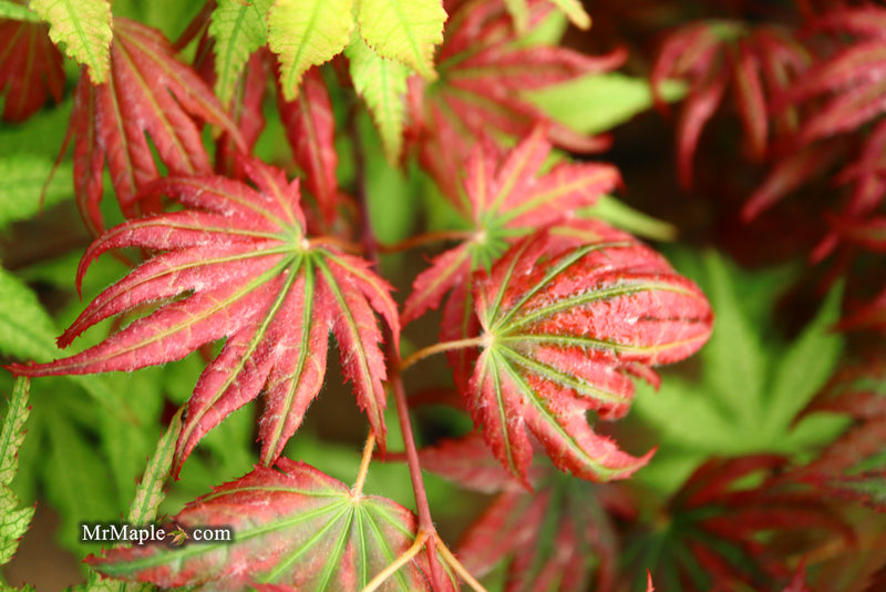 - Acer palmatum x 'Purple Curl' Japanese Maple - Mr Maple │ Buy Japanese Maple Trees