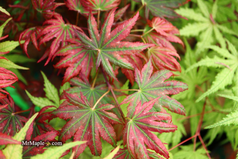- Acer palmatum x 'Purple Curl' Japanese Maple - Mr Maple │ Buy Japanese Maple Trees