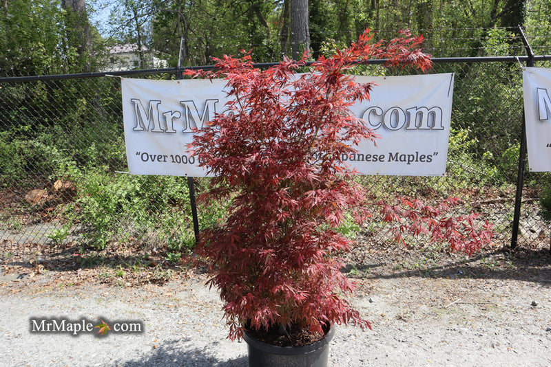 - FOR PICKUP ONLY | Acer palmatum 'Lileeanne's Jewel' Japanese Maple | DOES NOT SHIP - Mr Maple │ Buy Japanese Maple Trees