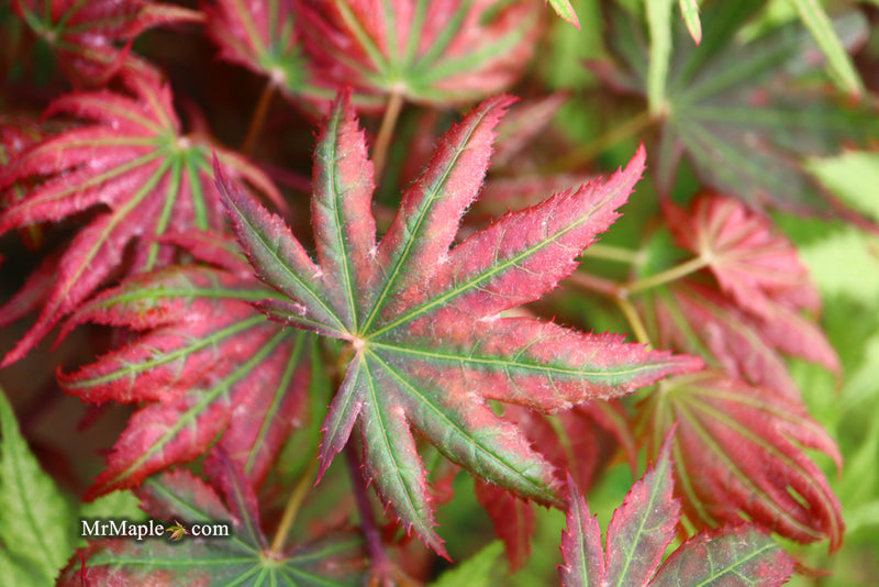 - Acer palmatum x 'Purple Curl' Japanese Maple - Mr Maple │ Buy Japanese Maple Trees