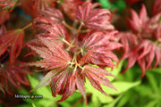 - Acer palmatum x 'Purple Curl' Japanese Maple - Mr Maple │ Buy Japanese Maple Trees