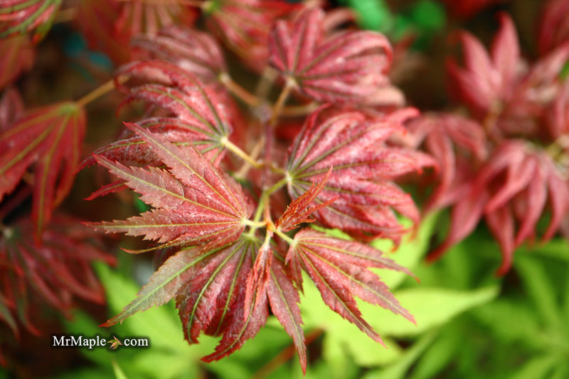- Acer palmatum x 'Purple Curl' Japanese Maple - Mr Maple │ Buy Japanese Maple Trees