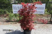 - FOR PICKUP ONLY | Acer palmatum 'Lileeanne's Jewel' Japanese Maple | DOES NOT SHIP - Mr Maple │ Buy Japanese Maple Trees