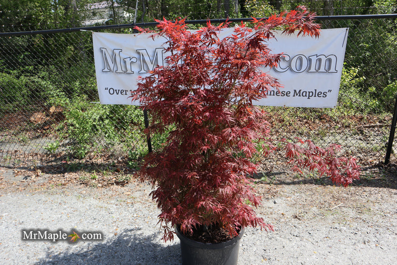 - FOR PICKUP ONLY | Acer palmatum 'Lileeanne's Jewel' Japanese Maple | DOES NOT SHIP - Mr Maple │ Buy Japanese Maple Trees