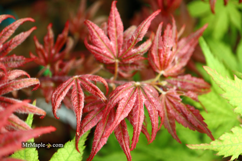 - Acer palmatum x 'Purple Curl' Japanese Maple - Mr Maple │ Buy Japanese Maple Trees