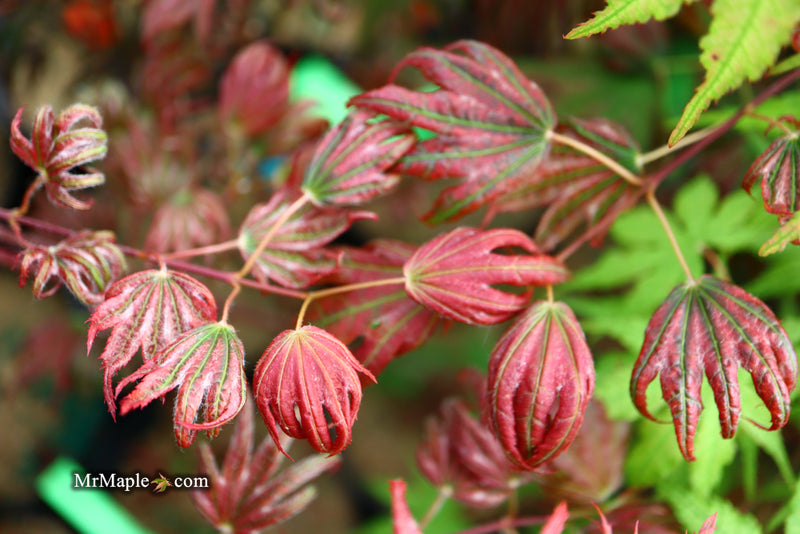 - Acer palmatum x 'Purple Curl' Japanese Maple - Mr Maple │ Buy Japanese Maple Trees