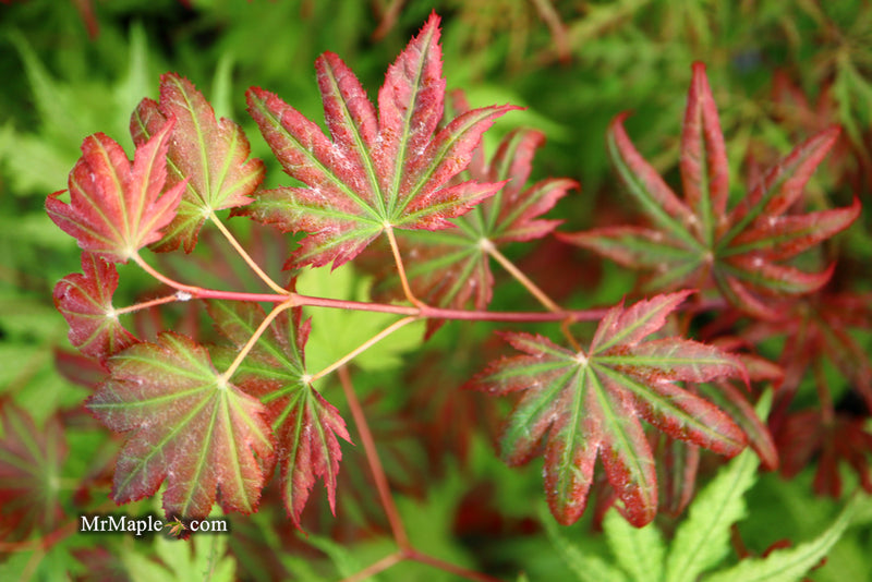 - Acer palmatum x 'Purple Curl' Japanese Maple - Mr Maple │ Buy Japanese Maple Trees