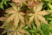 - Acer palmatum 'Nebula' Variegated Japanese Maple - Mr Maple │ Buy Japanese Maple Trees