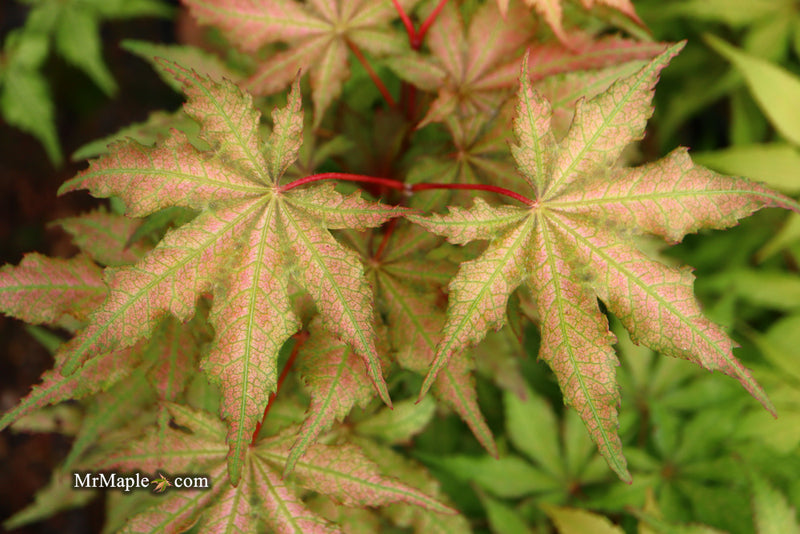 - Acer palmatum 'Nebula' Variegated Japanese Maple - Mr Maple │ Buy Japanese Maple Trees