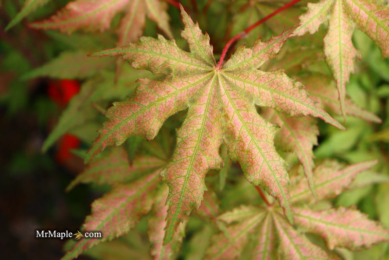 - Acer palmatum 'Nebula' Variegated Japanese Maple - Mr Maple │ Buy Japanese Maple Trees