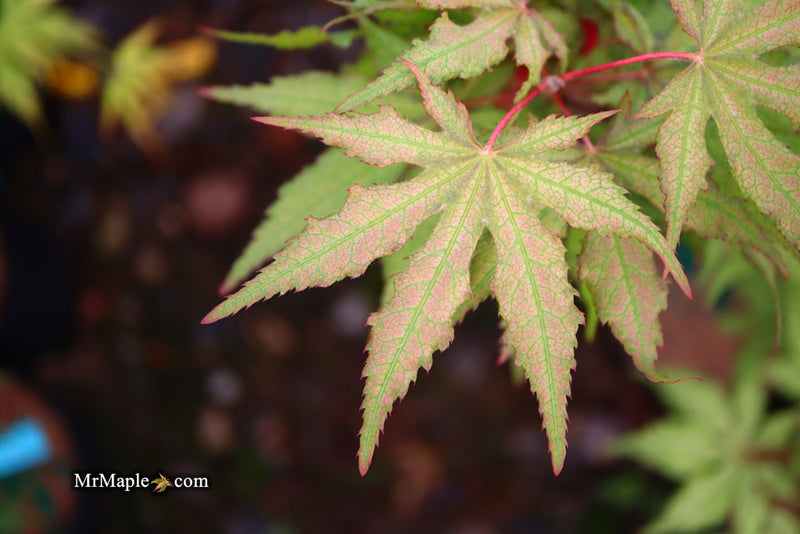- Acer palmatum 'Nebula' Variegated Japanese Maple - Mr Maple │ Buy Japanese Maple Trees