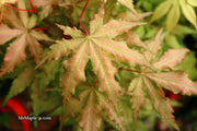 - Acer palmatum 'Nebula' Variegated Japanese Maple - Mr Maple │ Buy Japanese Maple Trees