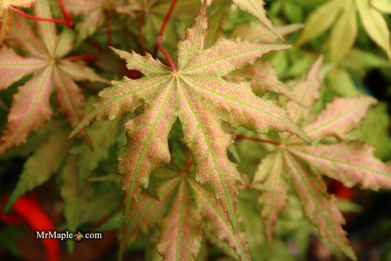 - Acer palmatum 'Nebula' Variegated Japanese Maple - Mr Maple │ Buy Japanese Maple Trees