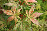 - Acer palmatum 'Nebula' Variegated Japanese Maple - Mr Maple │ Buy Japanese Maple Trees