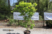 - FOR PICKUP ONLY | Acer japonicum 'Yama kage' Mountain Shadows Full Moon Japanese Maple | DOES NOT SHIP - Mr Maple │ Buy Japanese Maple Trees