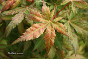- Acer palmatum 'Nebula' Variegated Japanese Maple - Mr Maple │ Buy Japanese Maple Trees