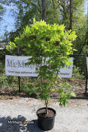 - FOR PICKUP ONLY | Acer japonicum 'Yama kage' Mountain Shadows Full Moon Japanese Maple | DOES NOT SHIP - Mr Maple │ Buy Japanese Maple Trees