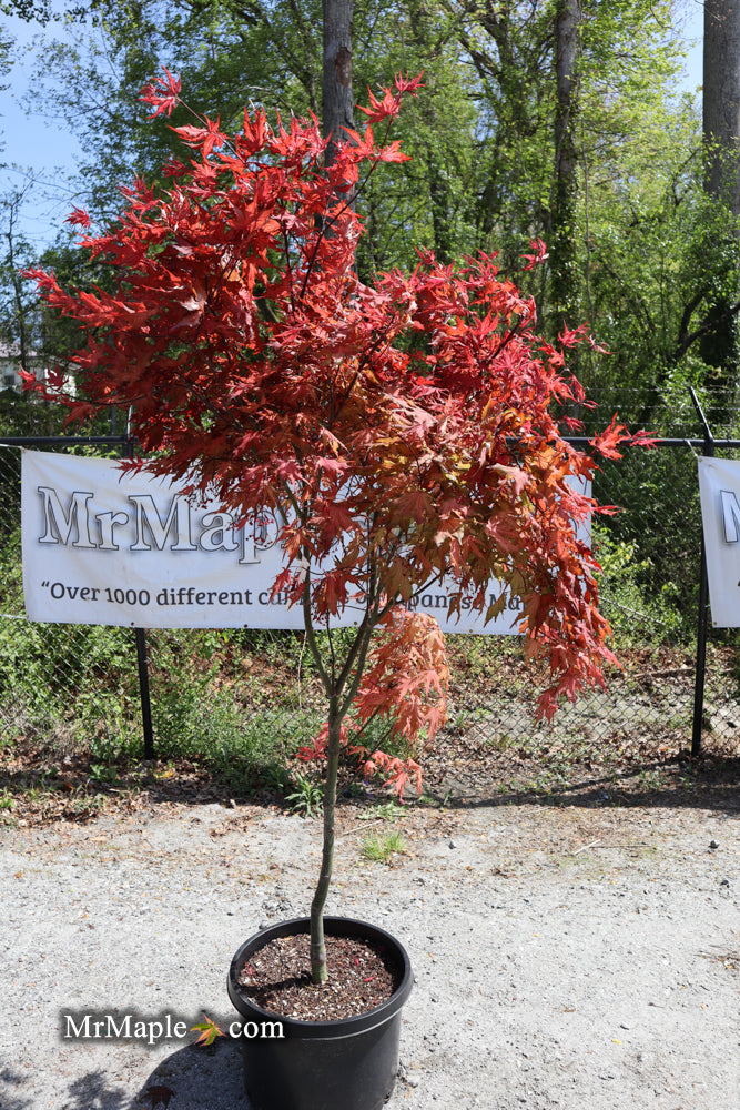 - FOR PICKUP ONLY | Acer palmatum 'Purple Ghost' Japanese Maple | DOES NOT SHIP - Mr Maple │ Buy Japanese Maple Trees